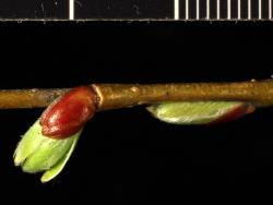 Salix matsudana × S. alba. Flower-bud scale and emerging flowering branches.
 Image: D. Glenny © Landcare Research 2020 CC BY 4.0